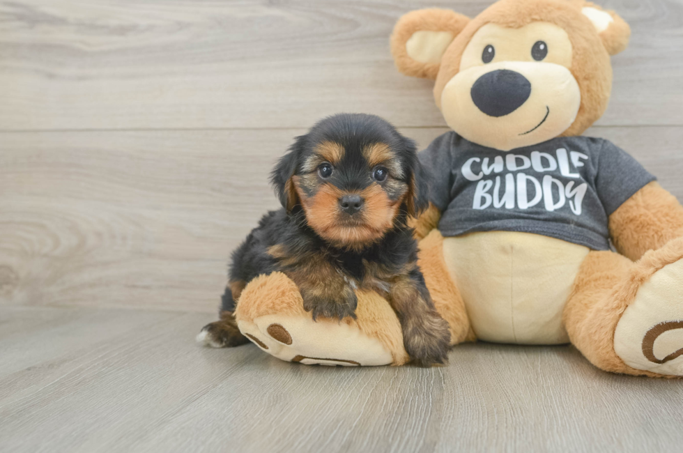 6 week old Yorkie Chon Puppy For Sale - Pilesgrove Pups