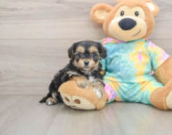 5 week old Yorkie Chon Puppy For Sale - Pilesgrove Pups
