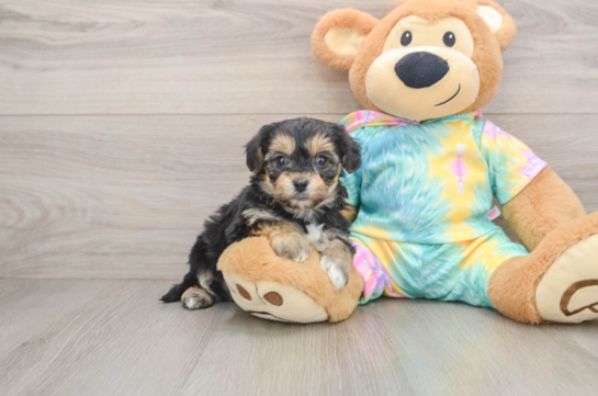 Best Yorkie Chon Baby