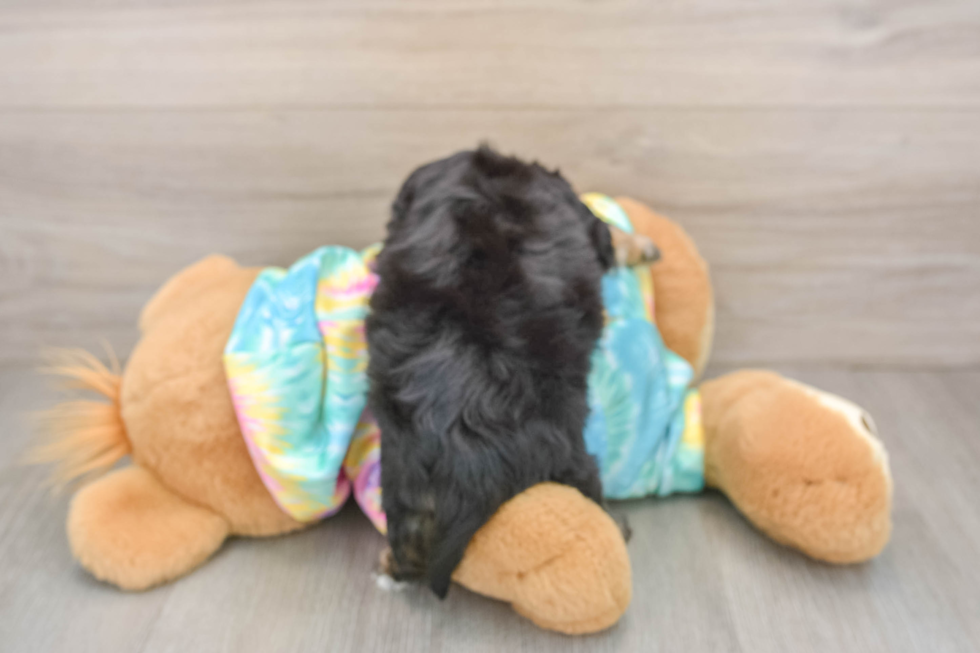 Best Yorkie Chon Baby