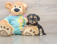 5 week old Yorkie Chon Puppy For Sale - Pilesgrove Pups