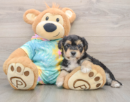 5 week old Yorkie Chon Puppy For Sale - Pilesgrove Pups