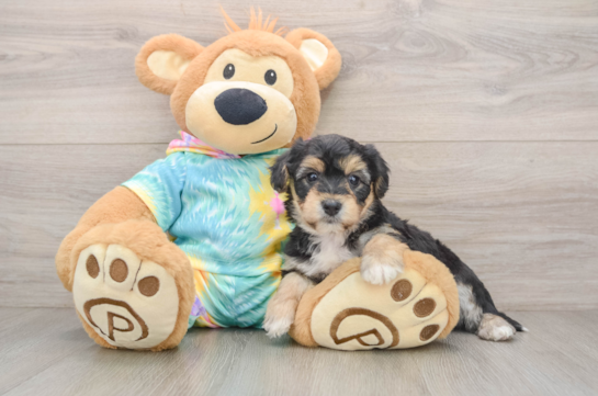 Yorkie Chon Puppy for Adoption