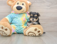 8 week old Yorkie Chon Puppy For Sale - Pilesgrove Pups