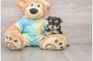 Petite Yorkie Chon Designer Pup