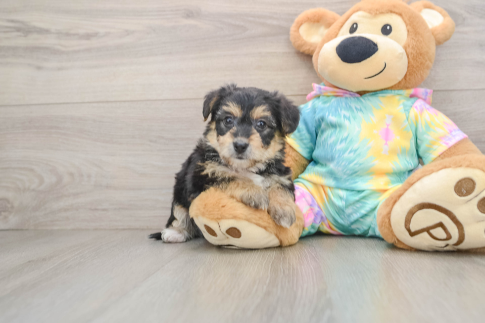 Best Yorkie Chon Baby