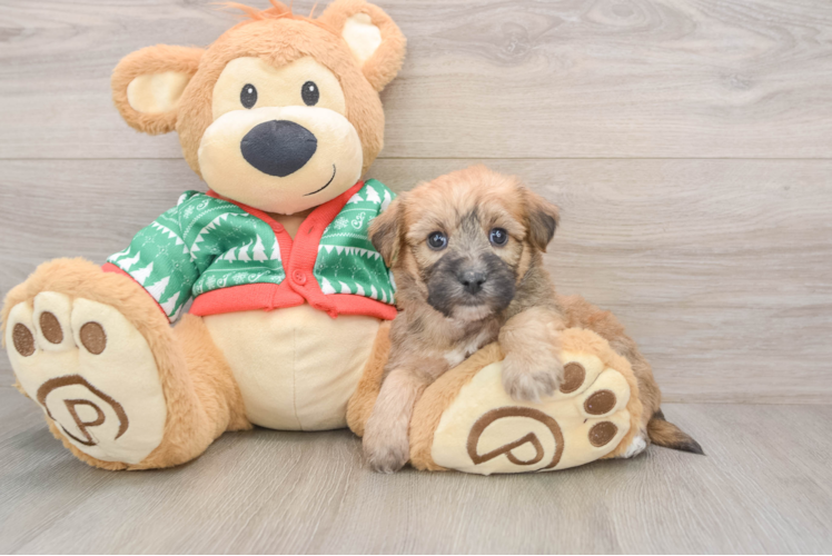 Yorkie Chon Puppy for Adoption