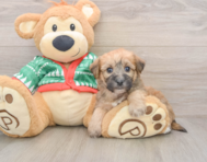 6 week old Yorkie Chon Puppy For Sale - Pilesgrove Pups