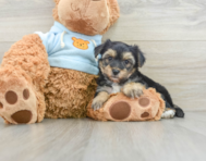 7 week old Yorkie Chon Puppy For Sale - Pilesgrove Pups