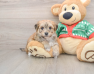 6 week old Yorkie Chon Puppy For Sale - Pilesgrove Pups