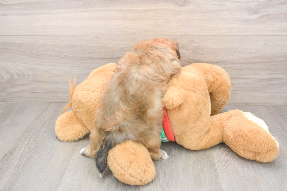 Playful Yo Chon Designer Puppy