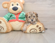 7 week old Yorkie Chon Puppy For Sale - Pilesgrove Pups