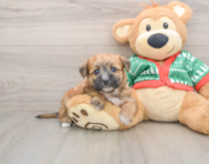 8 week old Yorkie Chon Puppy For Sale - Pilesgrove Pups