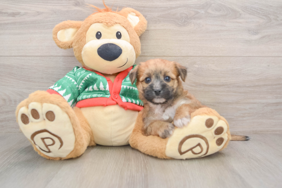 Best Yorkie Chon Baby