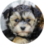 Yorkie Chon Puppy For Sale - Pilesgrove Pups Yorkie Chon Puppy For Sale - Pilesgrove Pups