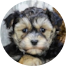 Yorkie Chon Puppies For Sale - Pilesgrove Pups Yorkie Chon Puppies For Sale - Pilesgrove Pups