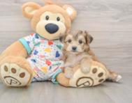 5 week old Yorkie Chon Puppy For Sale - Pilesgrove Pups