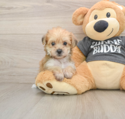 5 week old Yorkie Chon Puppy For Sale - Pilesgrove Pups