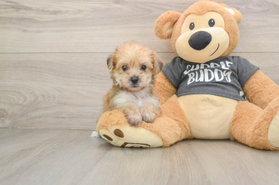 Smart Yorkie Chon Designer Pup