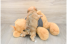 Funny Yorkie Chon Designer Pup