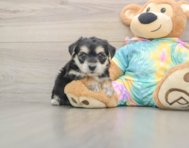 6 week old Yorkie Chon Puppy For Sale - Pilesgrove Pups