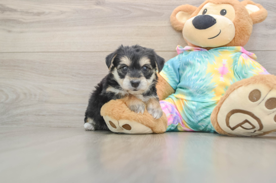 Best Yorkie Chon Baby