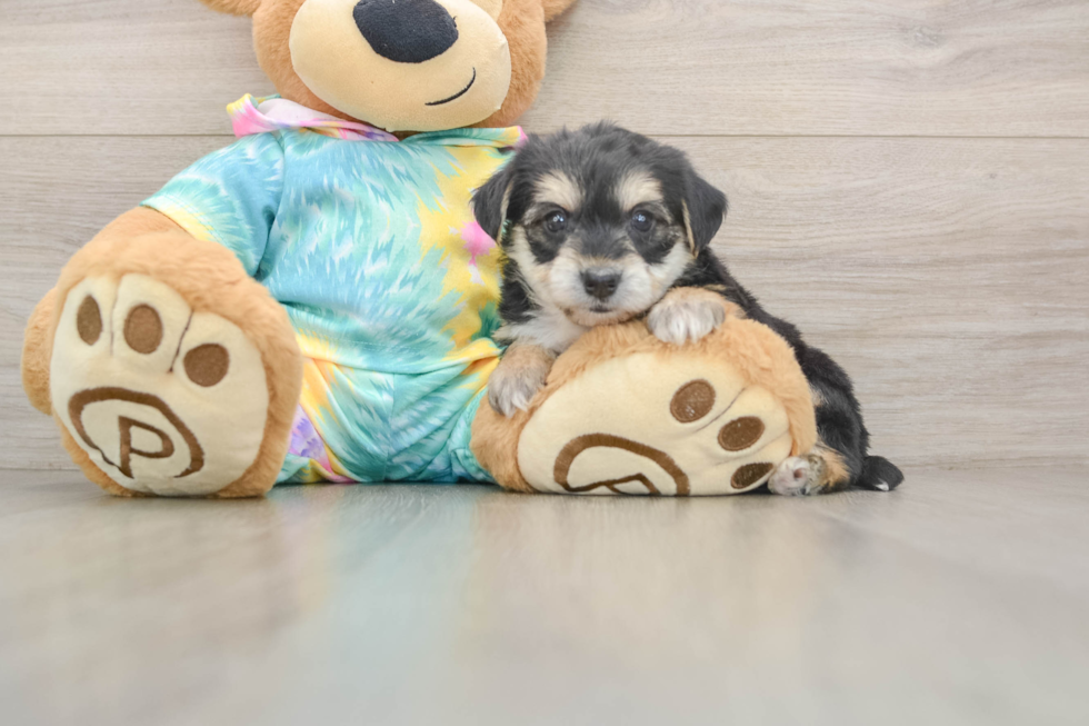 Playful Yo Chon Designer Puppy