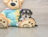 6 week old Yorkie Chon Puppy For Sale - Pilesgrove Pups
