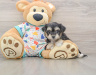 5 week old Yorkie Chon Puppy For Sale - Pilesgrove Pups