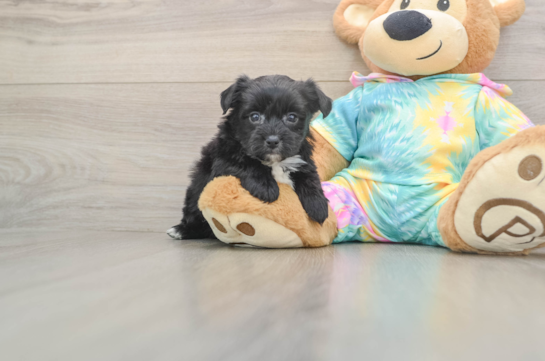 Best Yorkie Chon Baby