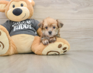 7 week old Yorkie Chon Puppy For Sale - Pilesgrove Pups