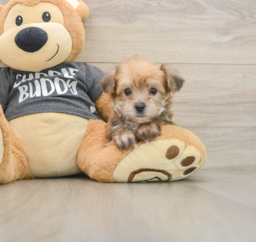 5 week old Yorkie Chon Puppy For Sale - Pilesgrove Pups