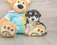 6 week old Yorkie Chon Puppy For Sale - Pilesgrove Pups