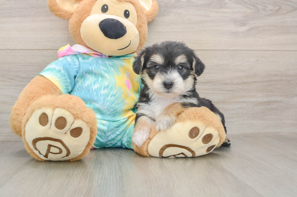 Yorkie Chon Puppy for Adoption