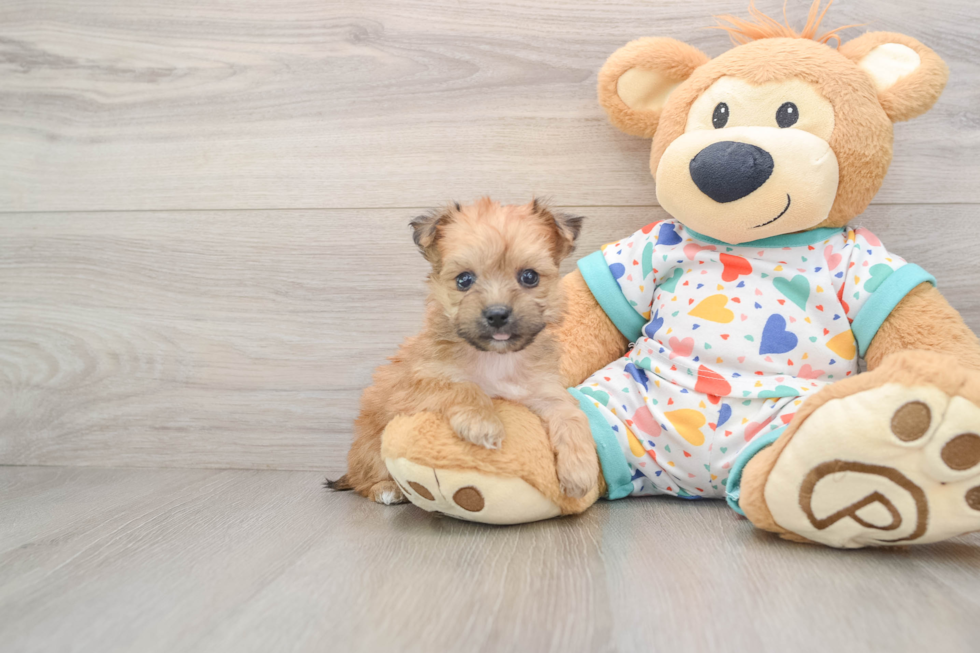 Yorkie Chon Puppy for Adoption