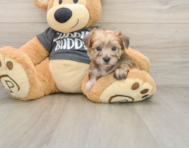 7 week old Yorkie Chon Puppy For Sale - Pilesgrove Pups