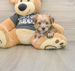 5 week old Yorkie Chon Puppy For Sale - Pilesgrove Pups