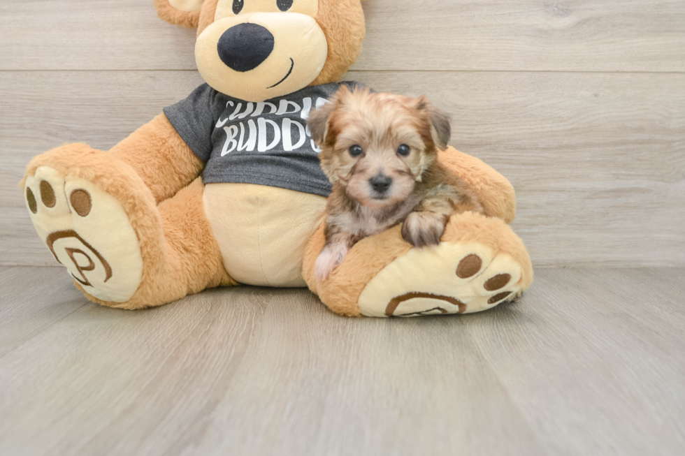 Best Yorkie Chon Baby