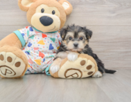 5 week old Yorkie Chon Puppy For Sale - Pilesgrove Pups