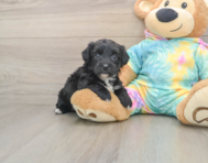 6 week old Yorkie Chon Puppy For Sale - Pilesgrove Pups
