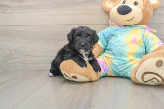 Yorkie Chon Pup Being Cute