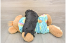 Best Yorkie Chon Baby