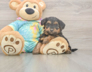 6 week old Yorkie Poo Puppy For Sale - Pilesgrove Pups