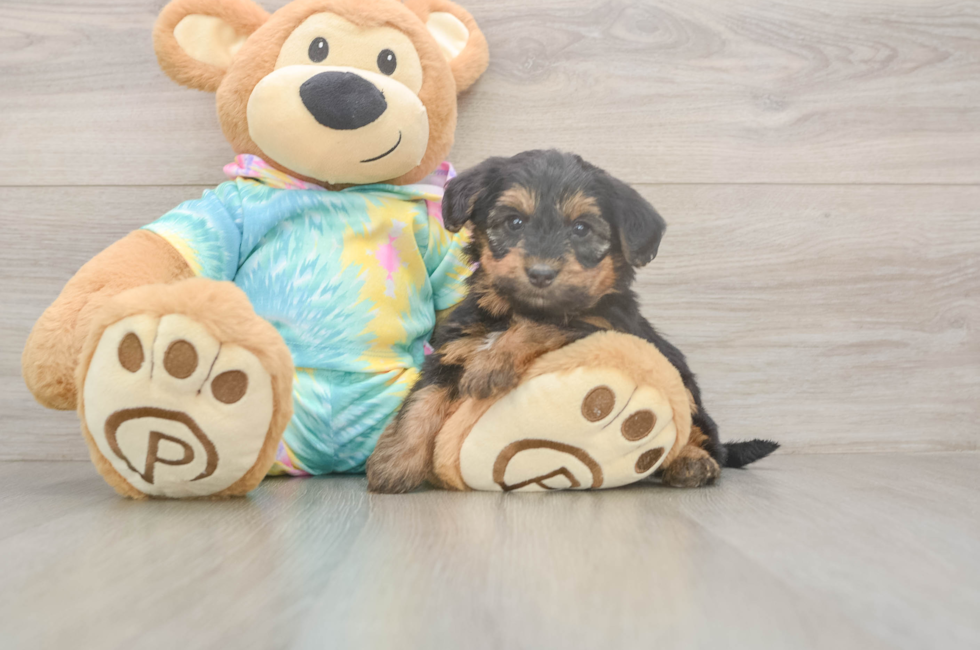 6 week old Yorkie Poo Puppy For Sale - Pilesgrove Pups