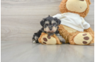 Best Yorkie Poo Baby