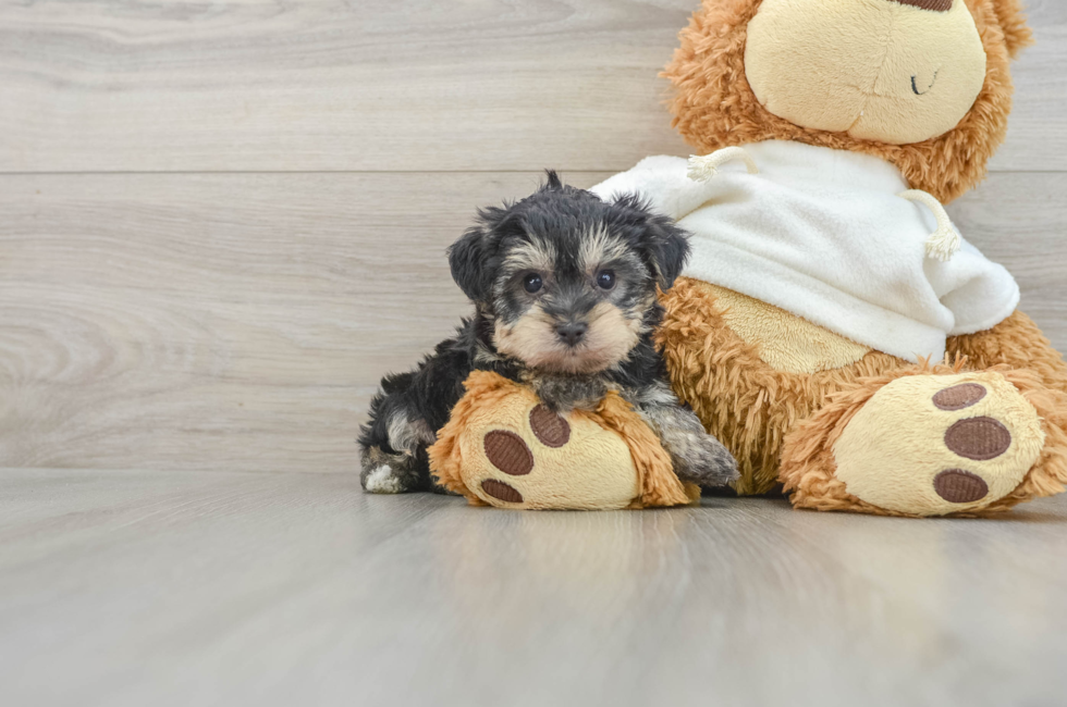 6 week old Yorkie Poo Puppy For Sale - Pilesgrove Pups