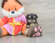 5 week old Yorkie Poo Puppy For Sale - Pilesgrove Pups