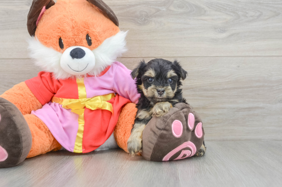 5 week old Yorkie Poo Puppy For Sale - Pilesgrove Pups