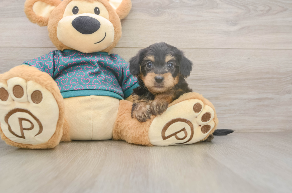 5 week old Yorkie Poo Puppy For Sale - Pilesgrove Pups