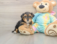 8 week old Yorkie Poo Puppy For Sale - Pilesgrove Pups